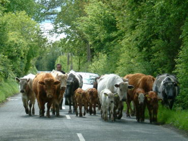 ���S�[���E�F�C�E��