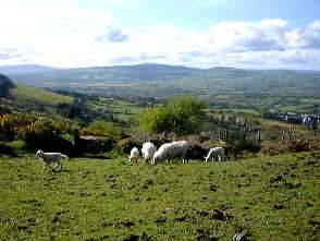 Sheep